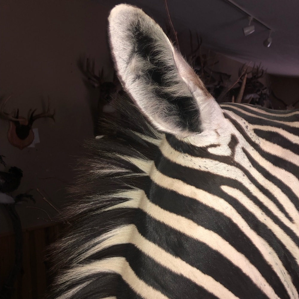 Zebra - Picture 11 of 11